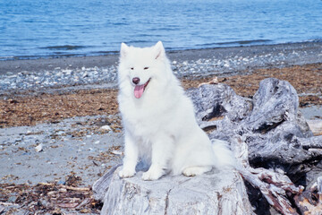 Samoyed sitting on stump