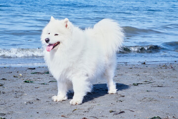 Samoyed standing in front of the water