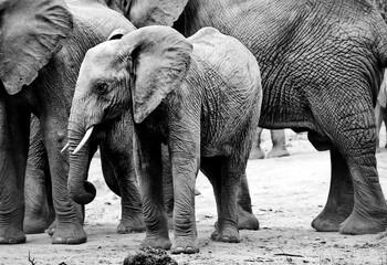 elephant In Black And White