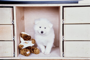 Samoyed puppy in cabinet with stuffed animal