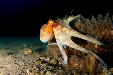 Behaviour of octopus in its marine habitat in the presence of our camera