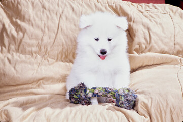 Samoyed puppy on couch with toy