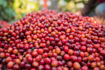 group of red raw coffee beans 