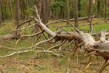 Waldstück mit viel Totholz durch Windbruch in Süddeutschland