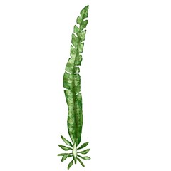 Seaweed ocean water plant green watercolor sketch