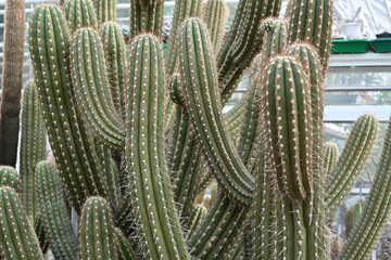 Stems of cactus in Latin called Browningia chlorocarpa growing in botanic garden. Composition cacti growing in tree shape with focus on the foreground. There is a lot of copy space. 