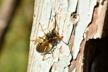 A wasp basks in the sun on a tree.