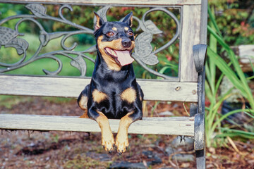 Mini Pinscher laying on a bench in the garden