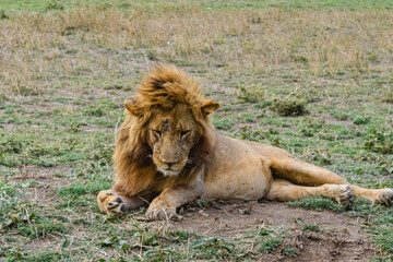 Obraz premium Lion (Panthera leo) resting in a grass. Serengeti national park, Tanzania