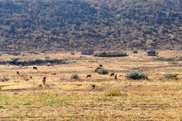 Fototapeta na wymiar Zebu cows grazing near the Maasai people village in Tanzania. African landscape
