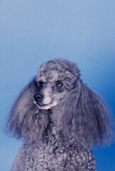 Grey Mini Poodle on blue background