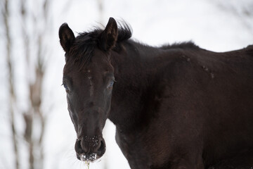 Fototapeta na wymiar portrait of black beautiful colt 6 month old posing at snowy field. close up. cloudy winter day