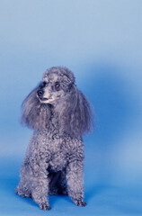 Grey Mini Poodle on a blue backdrop