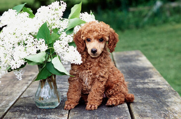 Mini Poodle puppy on picnic table