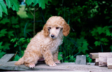 Mini Poodle puppy on wood pile in front of trees