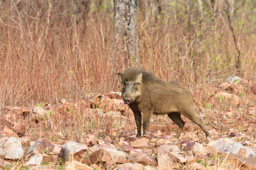 Wild Boar portrait in Tadoba National Park, India