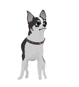 White with black spots chihuahua with a collar stands on the ground, isolated vector image without background