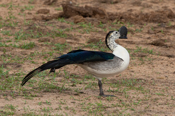Canard à bosse,.Sarkidiornis melanotos, Knob billed Duck