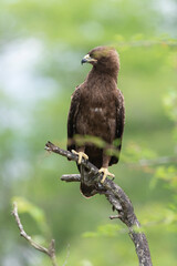 Aigle de Wahlberg, .Hieraaetus wahlbergi, Wahlberg's Eagle