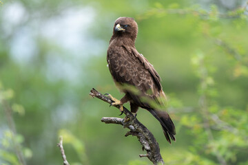 Aigle de Wahlberg, .Hieraaetus wahlbergi, Wahlberg's Eagle