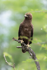 Aigle de Wahlberg, .Hieraaetus wahlbergi, Wahlberg's Eagle