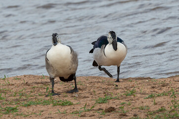 Canard à bosse,.Sarkidiornis melanotos, Knob billed Duck