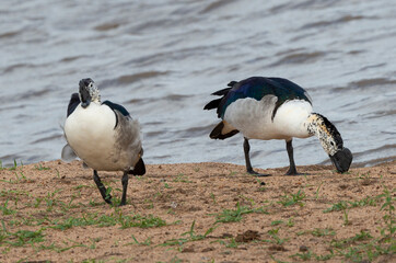 Canard à bosse,.Sarkidiornis melanotos, Knob billed Duck