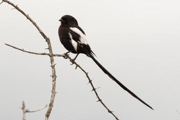 Corvinelle noir et blanc,.Urolestes melanoleucus, Magpie Shrike