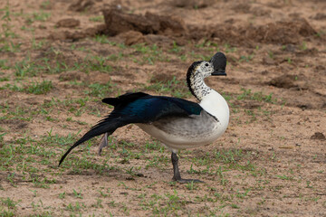 Canard à bosse,.Sarkidiornis melanotos, Knob billed Duck
