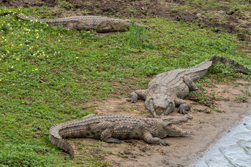 Crocodile du Nil , Crocodylus niloticus, Afrique du Sud