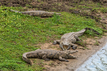 Crocodile du Nil , Crocodylus niloticus, Afrique du Sud