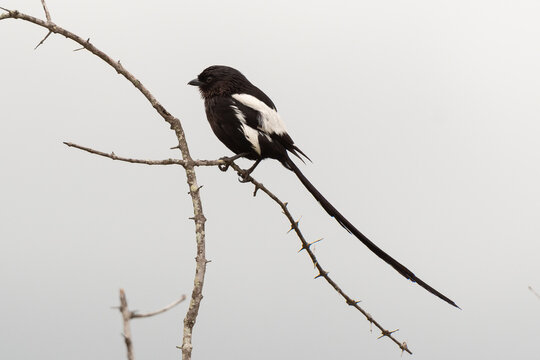 Corvinelle noir et blanc,.Urolestes melanoleucus, Magpie Shrike