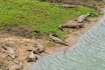 Crocodile du Nil , Crocodylus niloticus, Afrique du Sud