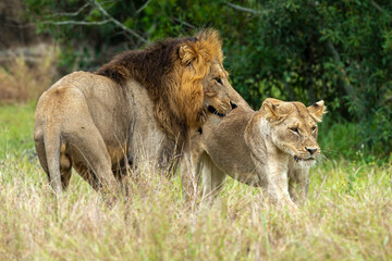 Obraz na płótnie Canvas Lion, femelle, mâle, lionne, accouplement, Panthera leo, Afrique
