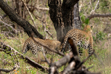 L&eacute;opard, Panth&egrave;re, Panthera pardus, Afrique du Sud