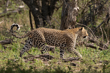 Léopard, Panthère, Panthera pardus, Afrique du Sud