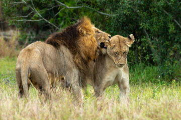 Lion, femelle, mâle, lionne, accouplement, Panthera leo, Afrique