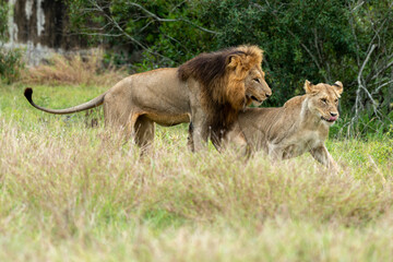 Lion, femelle, mâle, lionne, accouplement, Panthera leo, Afrique