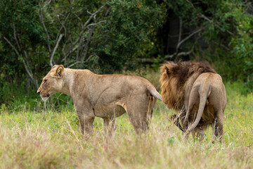 Naklejka na ściany i meble Lion, femelle, mâle, lionne, accouplement, Panthera leo, Afrique