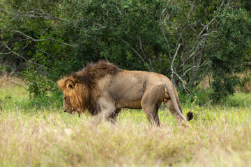 Lion, mâle, Panthera leo, Parc national du Kruger, Afrique du Sud