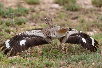 Oedicnème vermiculé,.Burhinus vermiculatus, Water Thick knee