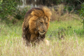 Naklejka na ściany i meble Lion, mâle, Panthera leo, Parc national du Kruger, Afrique du Sud