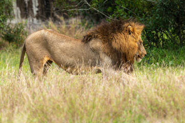 Lion, mâle, Panthera leo, Parc national du Kruger, Afrique du Sud