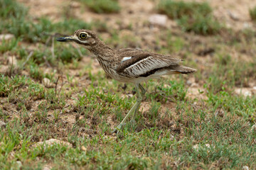 Oedicnème vermiculé,.Burhinus vermiculatus, Water Thick knee