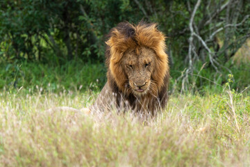 Lion, mâle, Panthera leo, Parc national du Kruger, Afrique du Sud