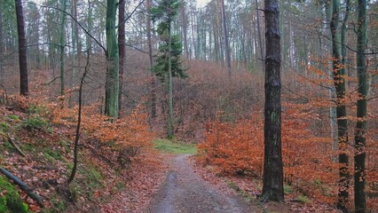 Downhill Path Through Autumn Forest