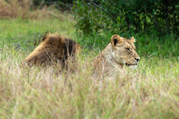 Naklejka na ściany i meble Lion, Lionne, Panthera leo, Parc national du Kruger, Afrique du Sud