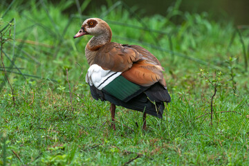 Ouette d'Égypte,.Alopochen aegyptiaca, Egyptian Goose, Parc national Kruger, Afrique du Sud