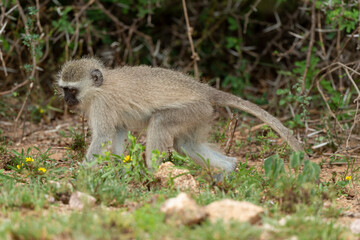 Obraz premium Vervet, singe, Chlorocebus pygerythrus