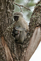 Obraz premium Vervet, singe, Chlorocebus pygerythrus